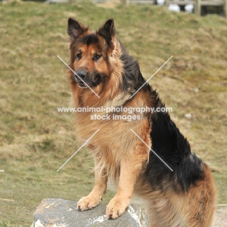 German Shepherd Dog standing up on rock
