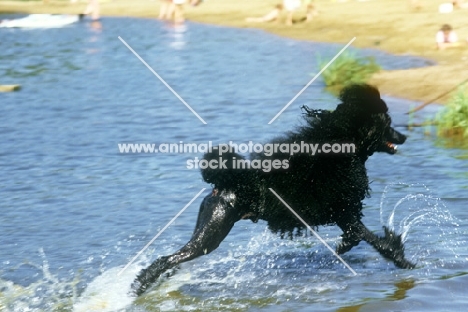 ch montravia tommy gun, standard poodle, bis crufts, running out of the water