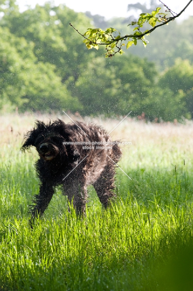 dog shaking himself dry in field