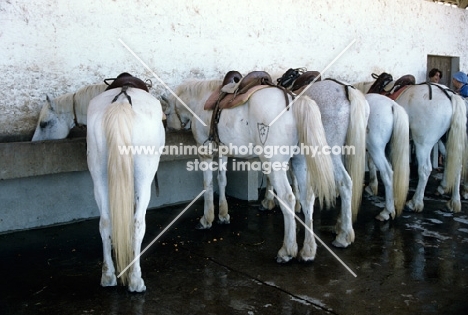 saddled camargue ponies at a trough