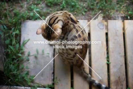 bengal cat sitting