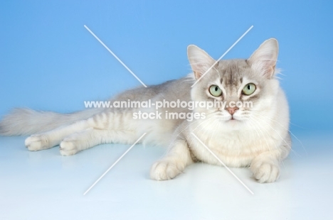 blue silver tiffanie cat lying down