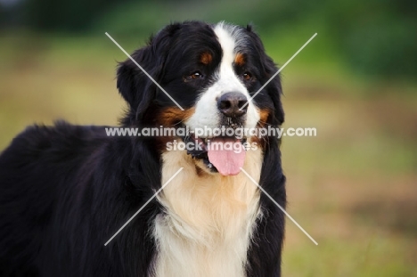 Bernese Mountain Dog