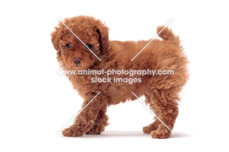 very young apricot coloured Toy Poodle puppy