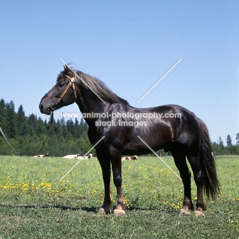 Finnish Horse