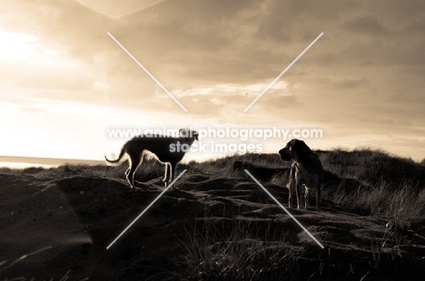 two mongrel dogs in silhouette
