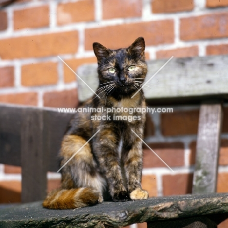 tortoiseshell non pedigree cat with gleaming eyes sitting in a farmyard
