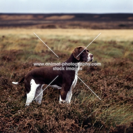 pointer in field