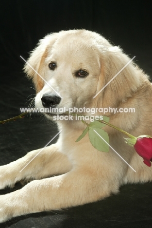 Golden Retriever pup with rose