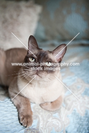 tonkinese cat lying on blue bed