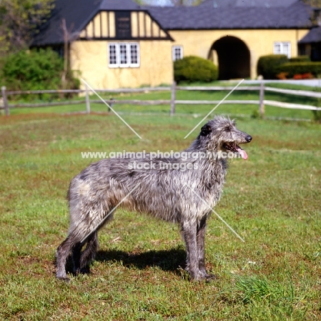 am ch cruachan barbaree olympian,  deerhound standing on grass