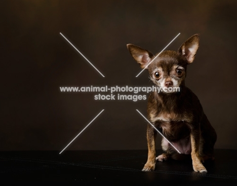 chihuahua on brown background