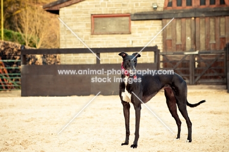 Greyhound standing near building