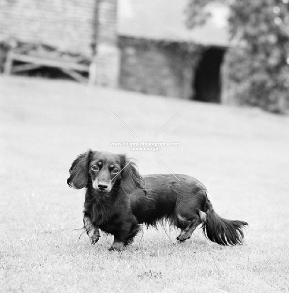 pet miniature long haired dachshund