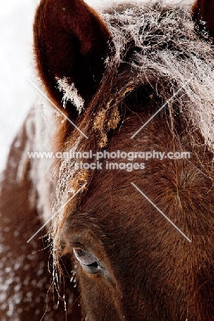 Morgan horse with snow in hair