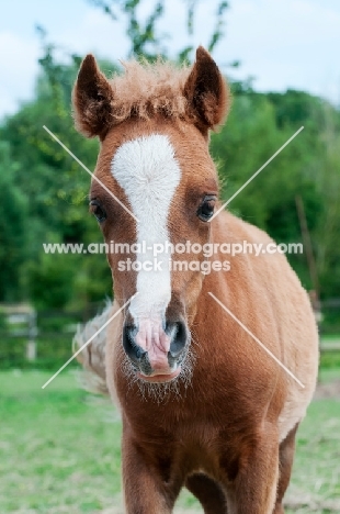 one falabella foal in green field