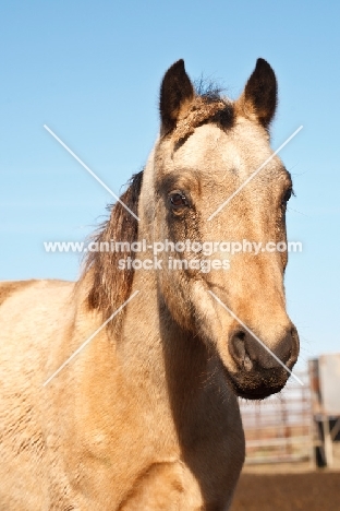 Morgan Horse portrait