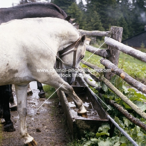 Lipizzaner colt at stubalm, piber, pawing at a water trough.