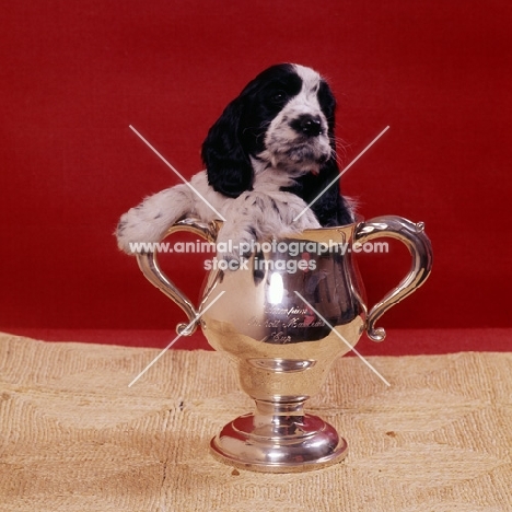 english cocker spaniel puppy sitting in a trophy