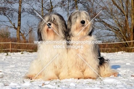 Polish Lowland Sheepdog, (also known as Nizinny)