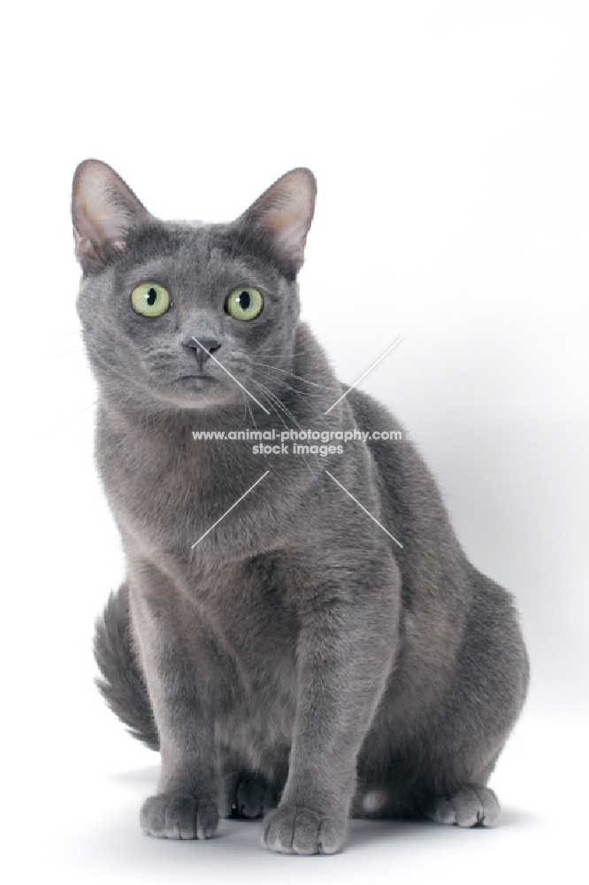 blue Korat cat sitting on white background