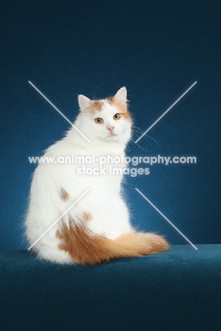 Turkish Van, back view