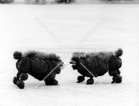 two miniature poodles from montfleuri playing