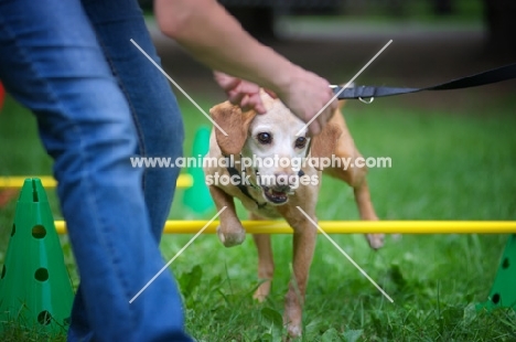 mongrel dog clearing an hurdle guided by trainer