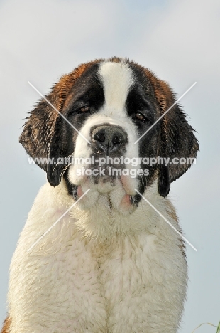 Saint Bernard puppy