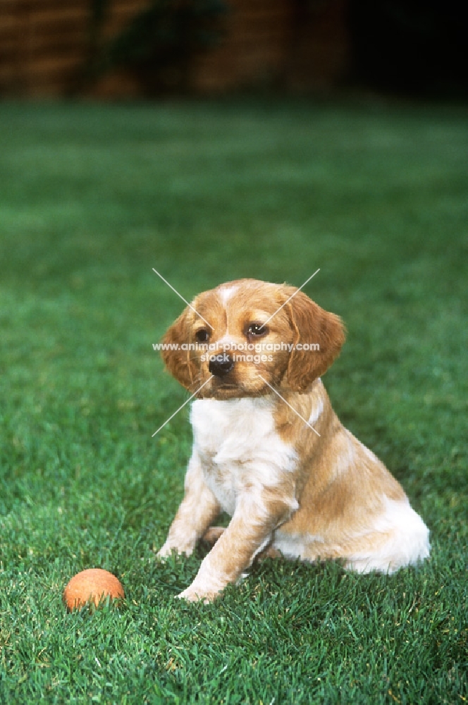brittany puppy with a ball