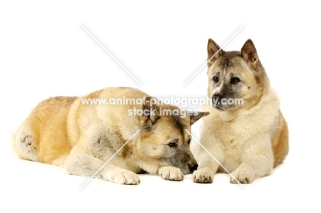 Large Akita dogs laying together isolated on a white background