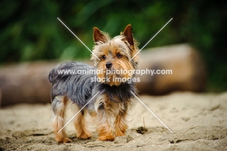 Yorkshire Terrier staning on sand