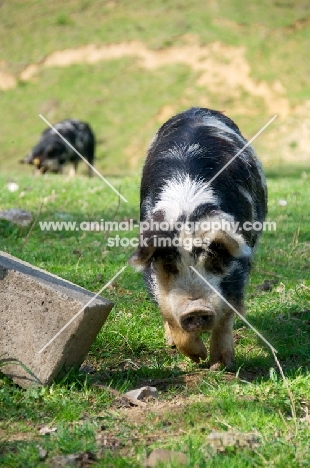 Kunekune pig