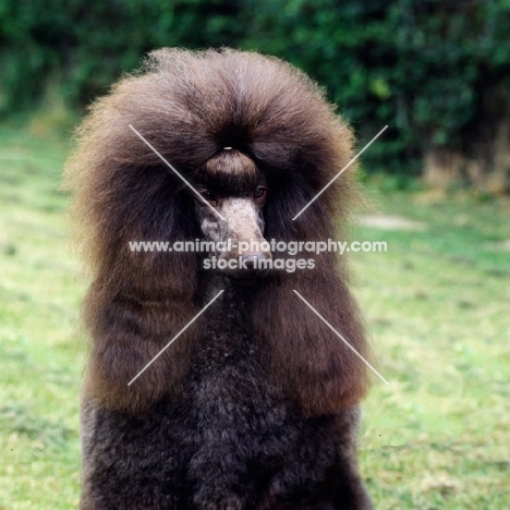 head study of brown standard poodle with owner posing him