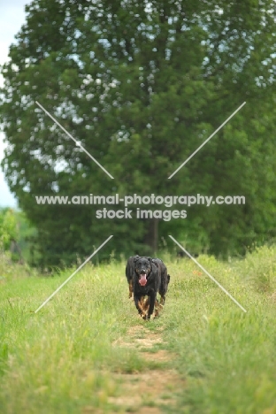Three Beauceron walking on a beautiful country road