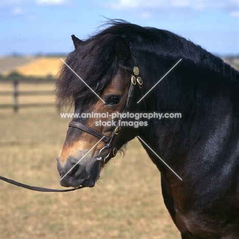 The famous Siskin, Exmoor stallion