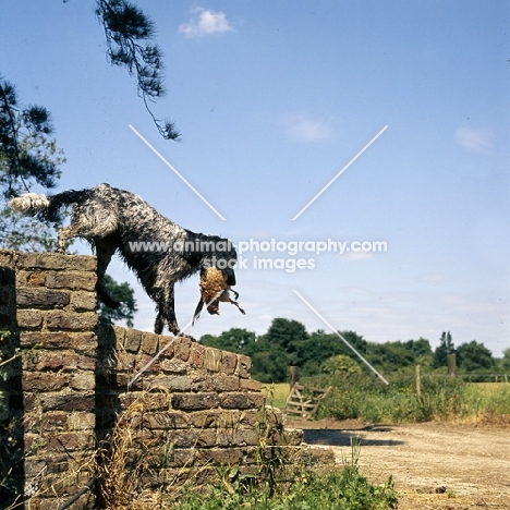 large munsterlander retrieving pheasant walking down a wall 