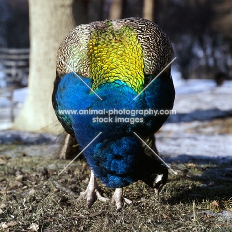 indian blue peacock looking down