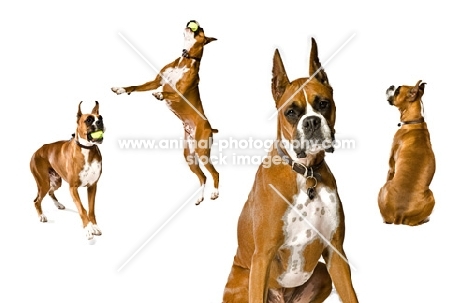 different shots of the same Boxer dog