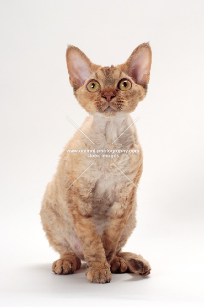 Devon Rex looking amazed, chocolate mackerel torbie colour