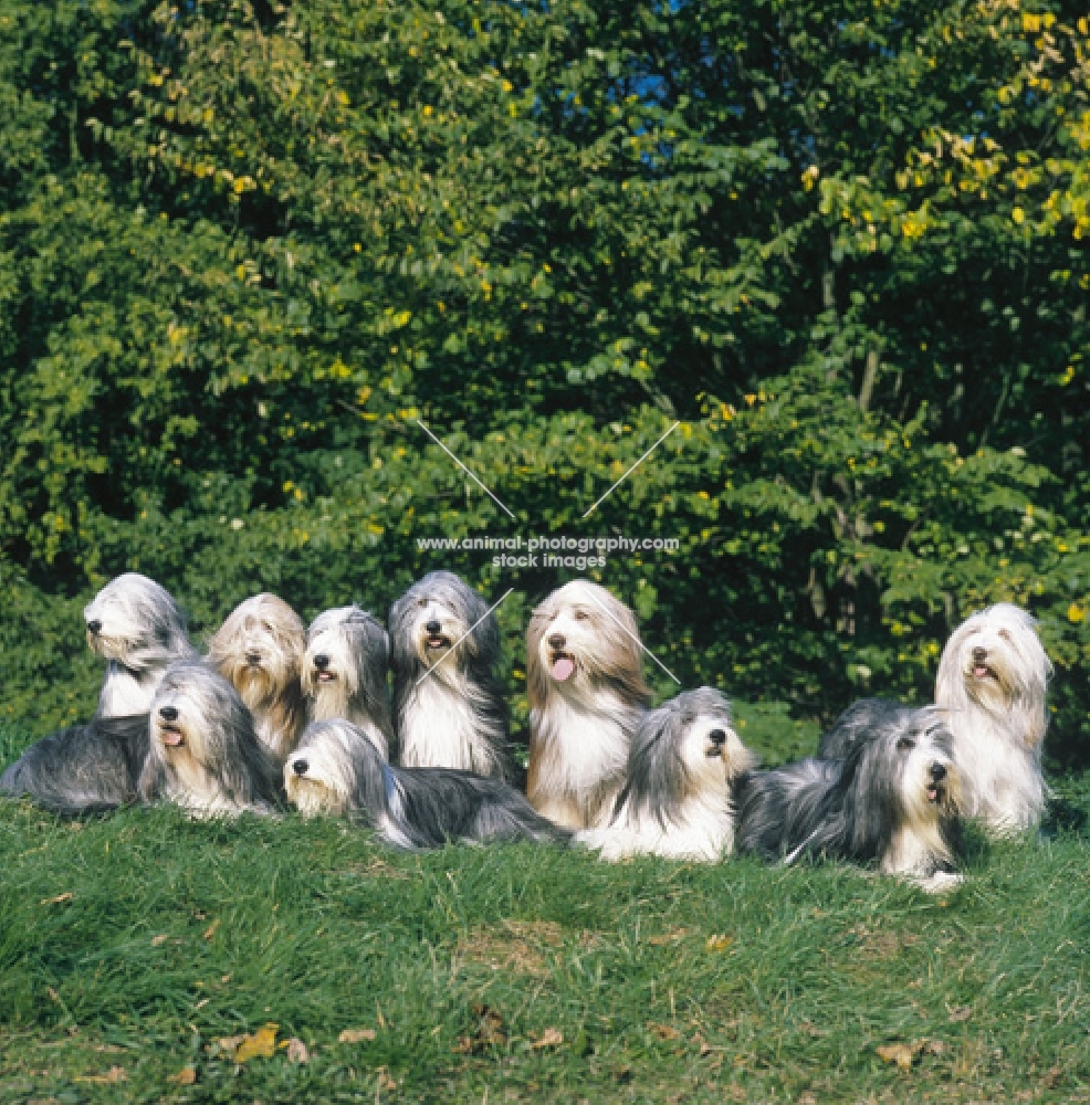 Bearded collie family group of ten