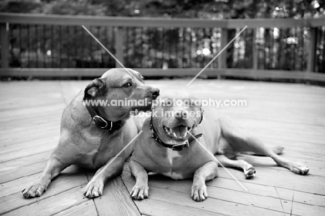 staffordshire terrier mix littermate brothers interacting