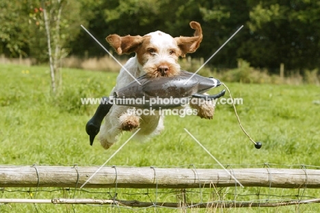 Italian Spinone retrieving