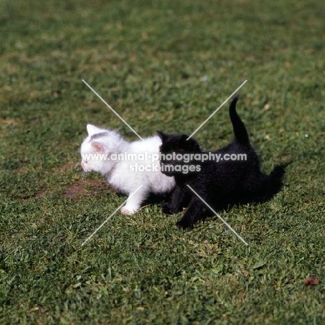 white kitten and black kitten on grass