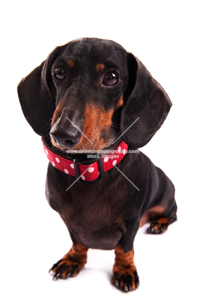 Dachshund sitting in the studio