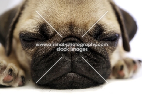 sleeping Pug puppy, close up