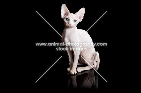 young Sphynx cat sitting on black background