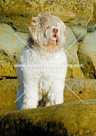 Polish Lowland Sheepdog (aka polski owczarek nizinny) on rocks