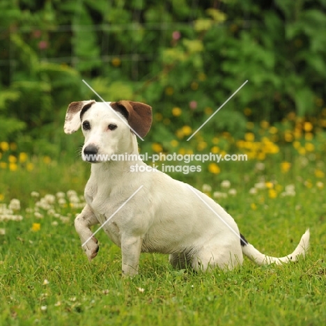 Jack Russell Terrier, one leg up
