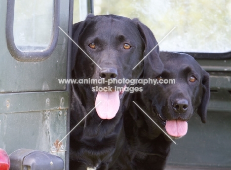 two black Labs looking out of a car